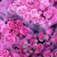 alaa.sy